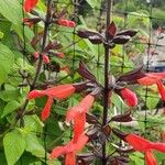 Salvia roemeriana Flor