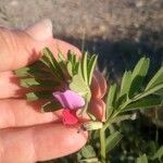 Vicia sativaFlower