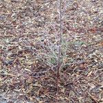Prosopis pubescens Hábito