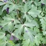 Aquilegia alpina List