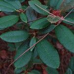 Rhododendron beanianum Feuille