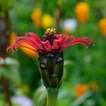 Zinnia peruviana Blüte