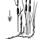 Typha minima Arall