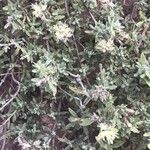 Thymus granatensis