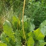 Taraxacum officinale Leaf