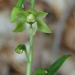 Epipactis exilis Flower