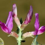 Astragalus lentiginosus Kwiat