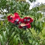 Majidea zanguebarica Flower