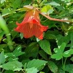 Canarina canariensis Fleur