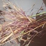 Bromus rubens পাতা