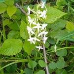 Platanthera bifolia Floro