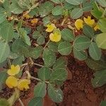 Arachis hypogaea Kwiat