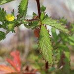 Potentilla norvegica Hoja