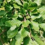 Nothofagus obliqua 葉