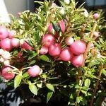 Gaultheria mucronata Fruto