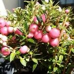 Gaultheria mucronata Fruit