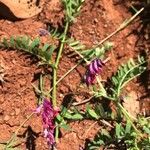 Vicia eriocarpa Blodyn