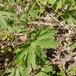 Geranium sibiricum ᱥᱟᱠᱟᱢ