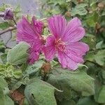 Lavatera olbia Kvet
