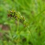 Carex spicata Fruct