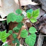 Rubus phoenicolasius Blatt