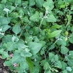 Chenopodium vulvaria Leaf