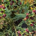 Euphorbia portulacoides Flower