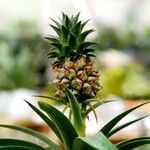 Ananas comosus Frukt