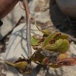 Bursera tomentosaDeilen