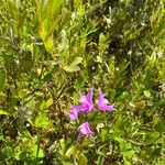 Calopogon tuberosus 花