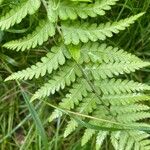 Dryopteris cristata पत्ता