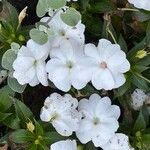 Impatiens hawkeri Flower