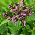 Syringa josikaea Flower