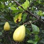 Gardenia cornuta Fruit