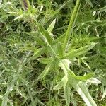 Cirsium vulgareFrunză