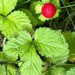 Potentilla indica Fruto