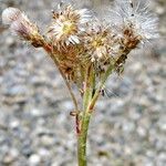 Antennaria media Flower