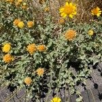 Encelia frutescens