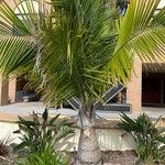 Ravenea rivularis 叶