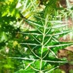 Galactites duriaei Likasa