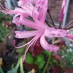 Nerine undulata Flower