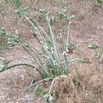 Pancratium maritimumLeaf