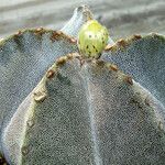 Astrophytum myriostigma Hábito