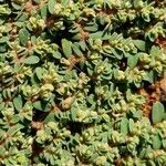 Euphorbia granulata