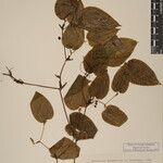 Smilax menispermoidea Other