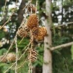 Larix sibirica Frucht