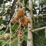 Larix sibirica