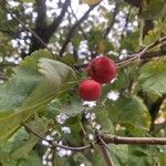 Sorbus latifolia Frukt