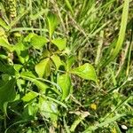 Commiphora baluensis Blatt