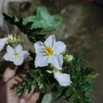 Solanum sisymbriifolium Floro